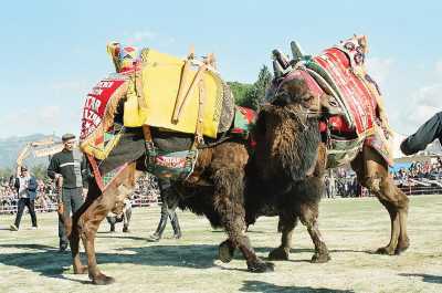 Aydın - Kuyucak Deve Güreşi Festivali